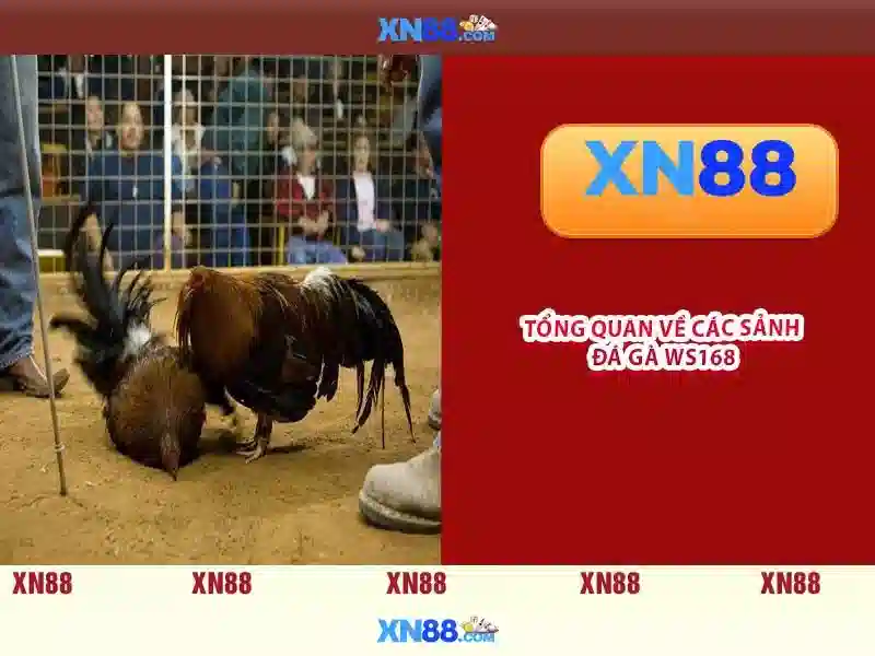 Giới thiệu về xn88