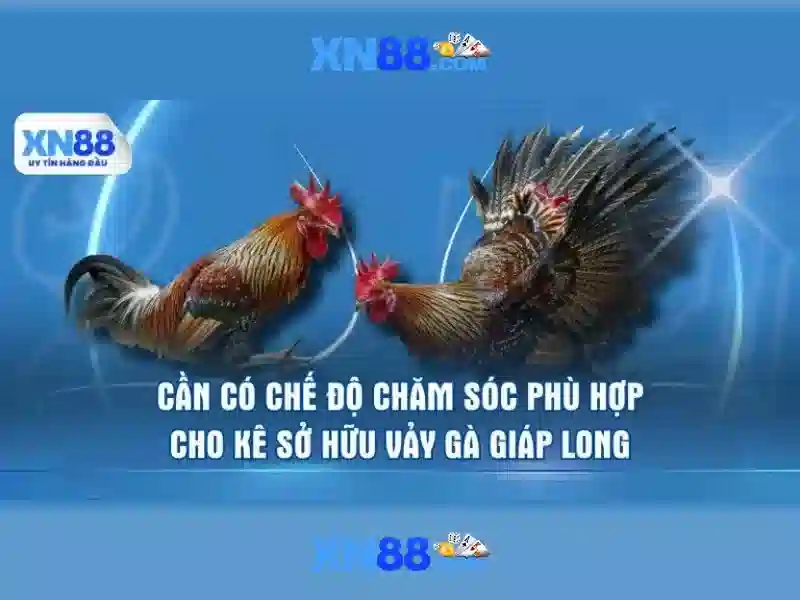 xn88: Tổng quan và các lưu ý cho người chơi Go88
