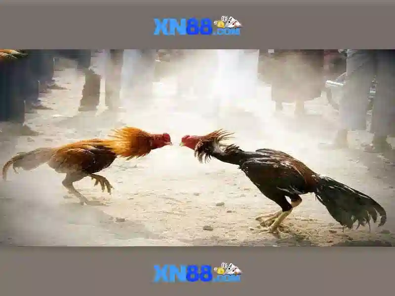 Giới thiệu về xn88 Giới thiệu về xn88