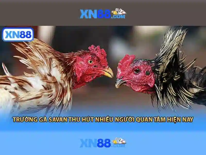 Công ty và nền tảng
