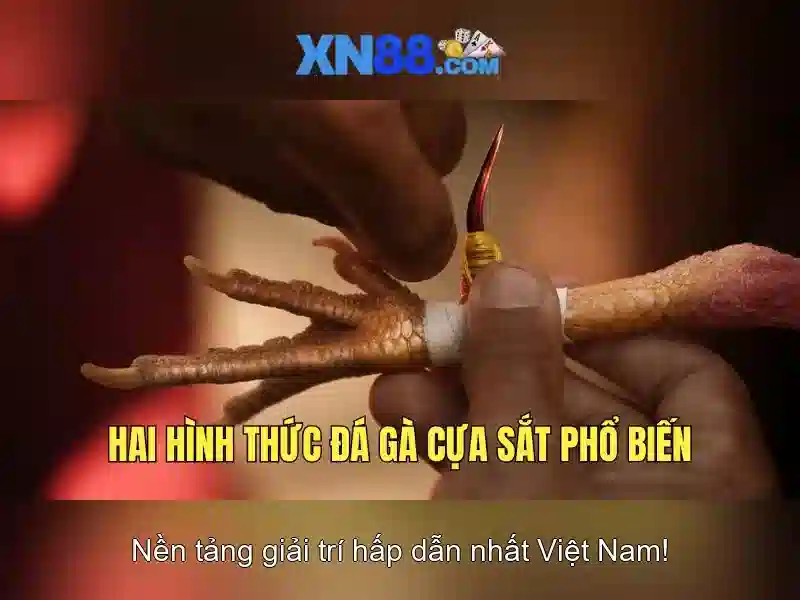 Giao diện người dùng và trải nghiệm