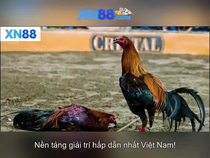 Giới thiệu xn88: Nền tảng cá cược và trò chơi trực tuyến 1 Đăng Nhập